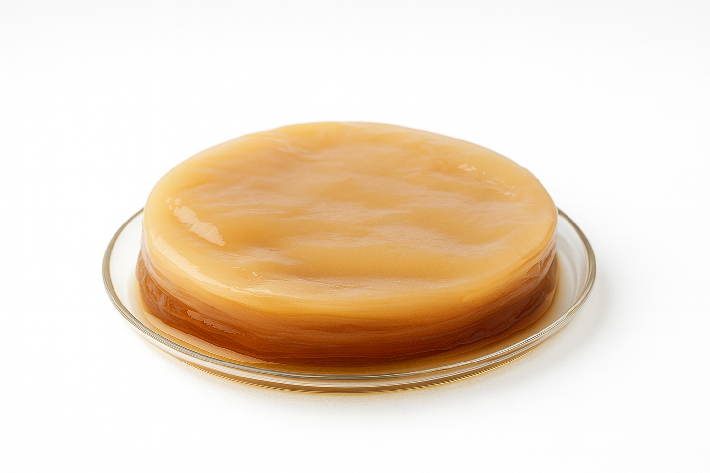 SCOBY (Arrancador para kombucha)